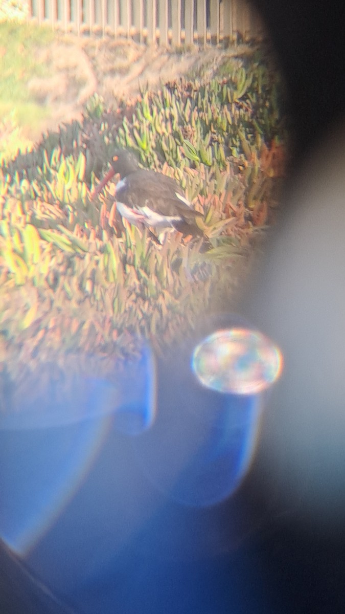 American Oystercatcher - ML620623979