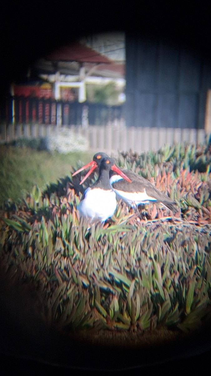 American Oystercatcher - ML620623980