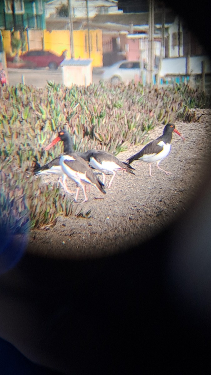 American Oystercatcher - ML620623981