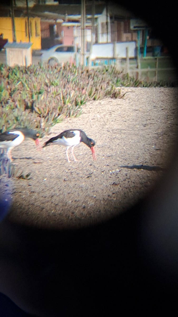 American Oystercatcher - ML620623983