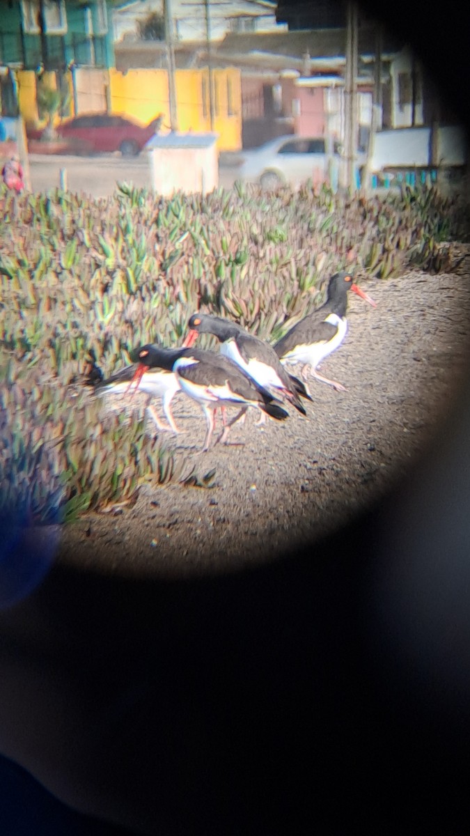 American Oystercatcher - ML620623984