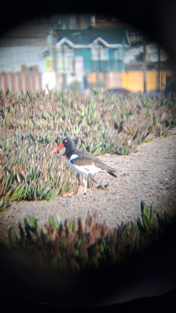 American Oystercatcher - ML620623985