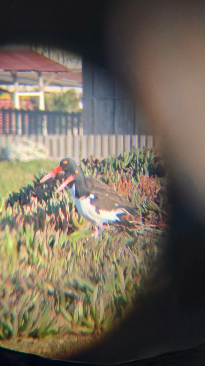 American Oystercatcher - ML620623986