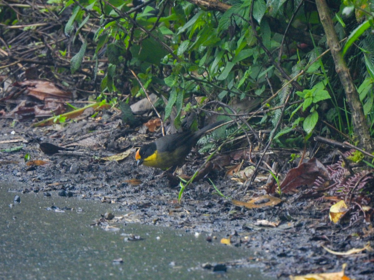 Pale-naped Brushfinch - ML620623988