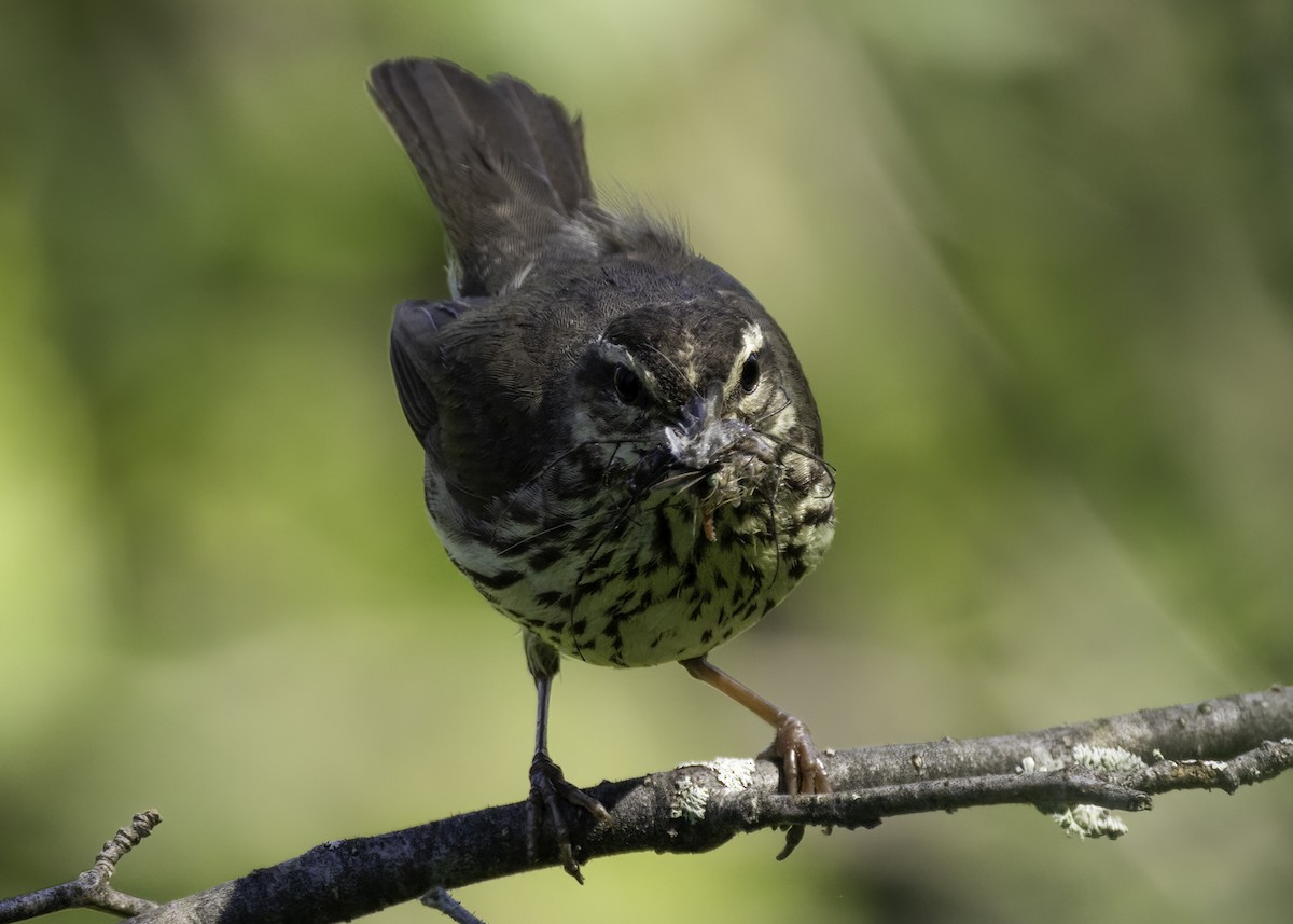 Northern Waterthrush - ML620623990