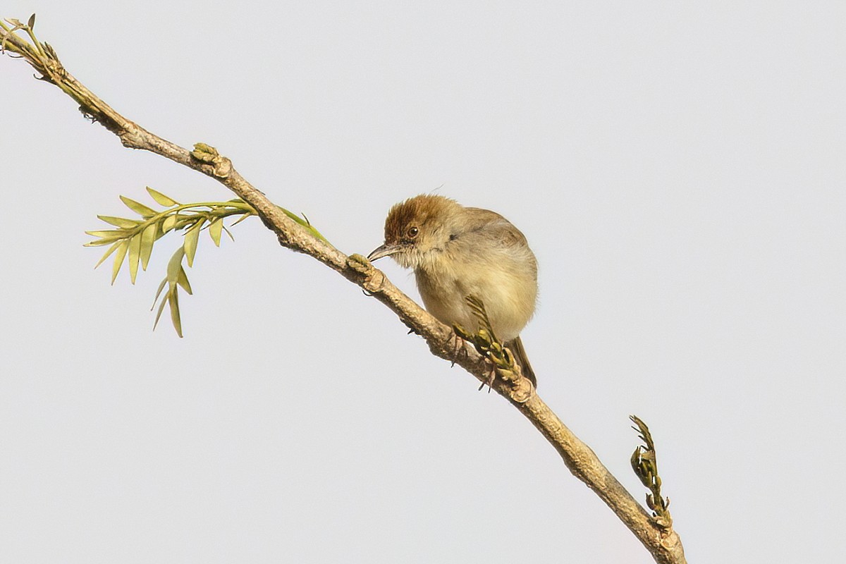 Dorst's Cisticola - ML620623991