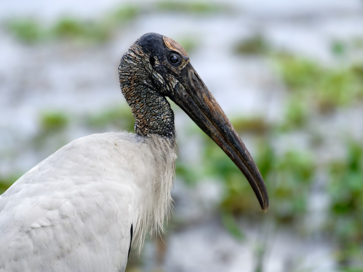 Wood Stork - ML620623992