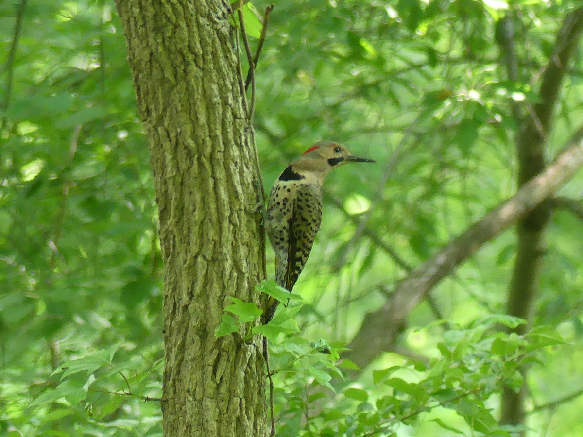 Northern Flicker - ML620623994