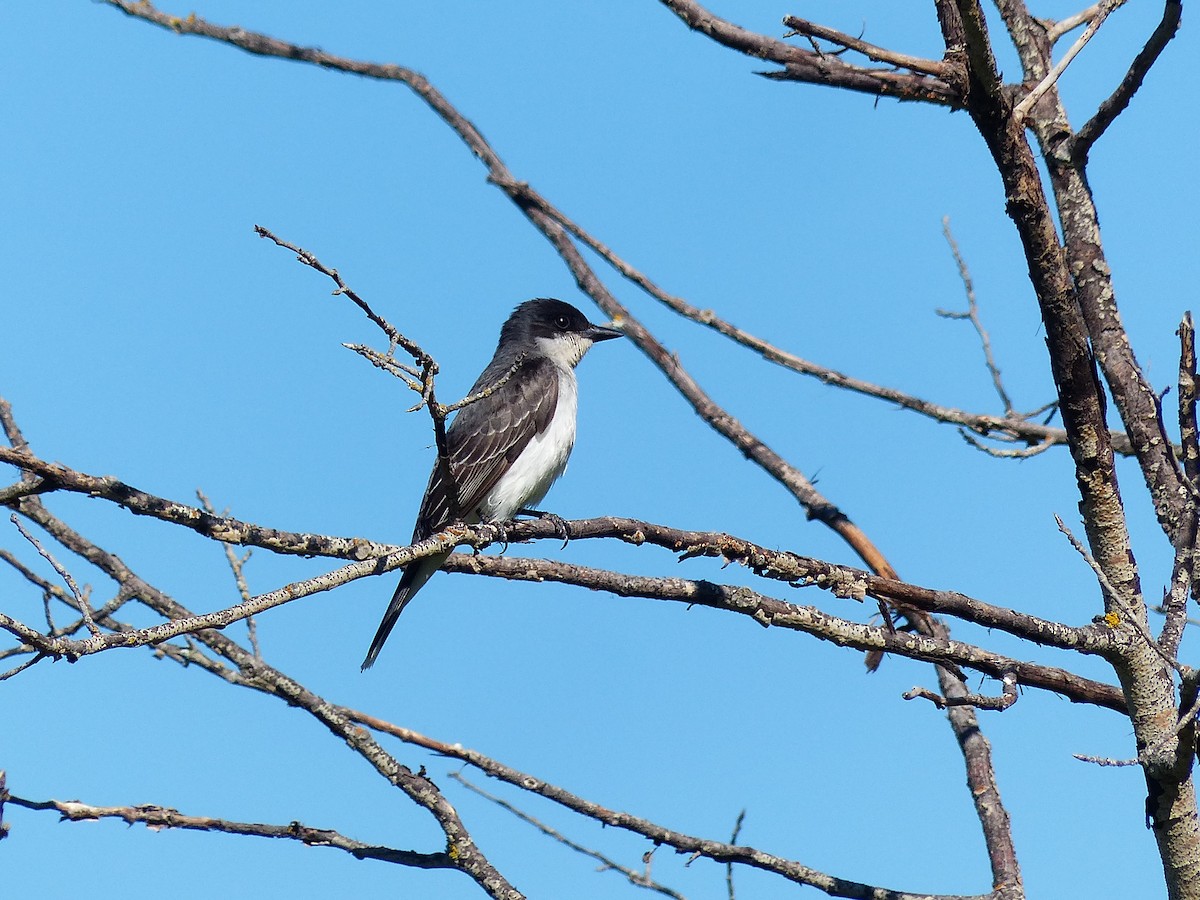 Eastern Kingbird - ML620623995