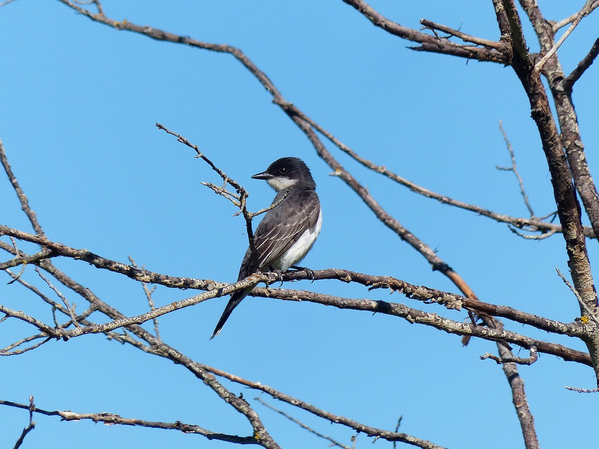 Eastern Kingbird - ML620623996