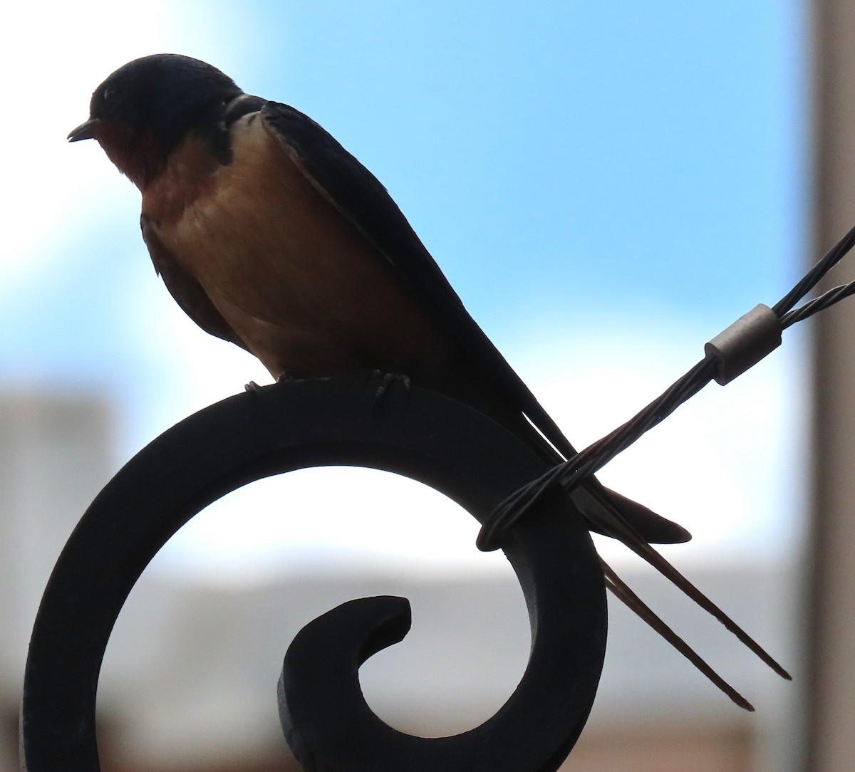 Barn Swallow - ML620624000