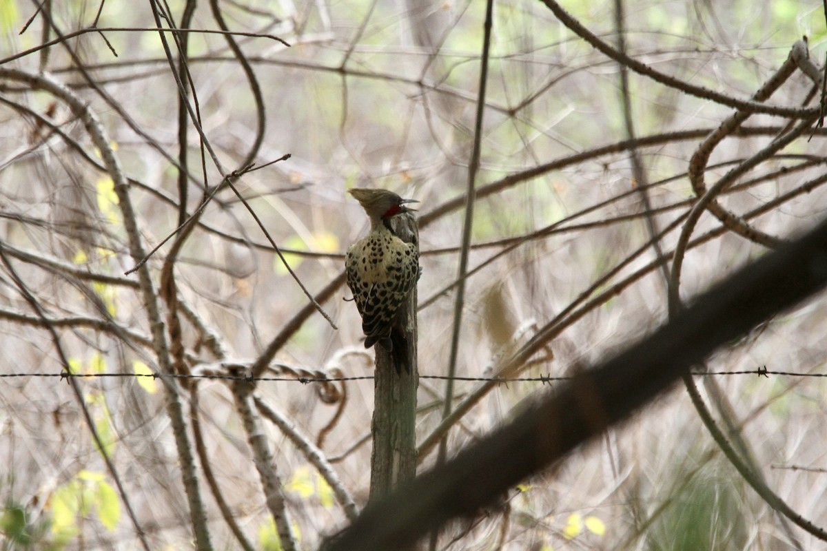 Ochre-backed Woodpecker - ML620624001