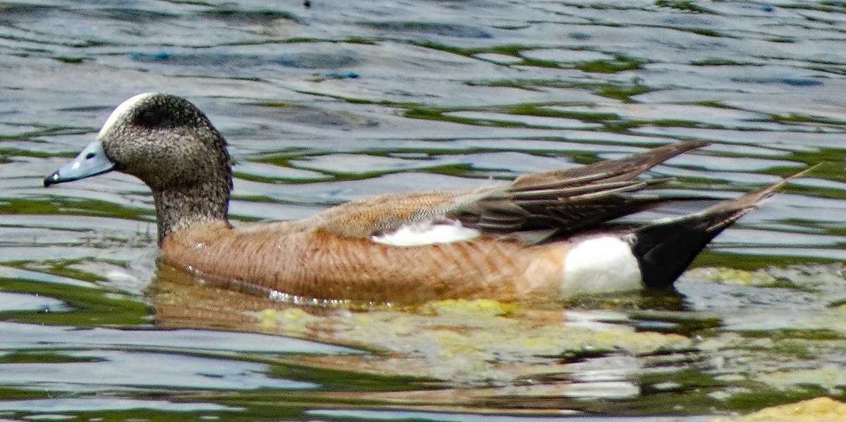 Canard d'Amérique - ML620624003