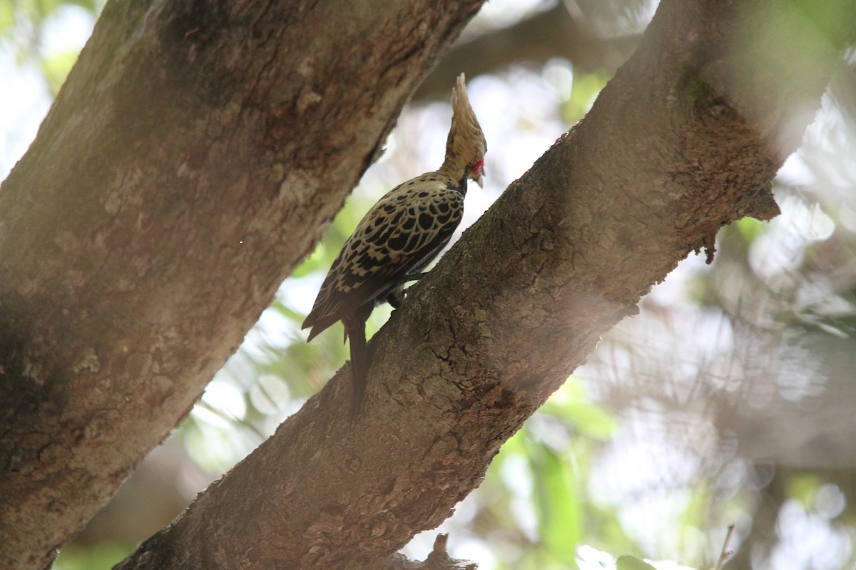 Ochre-backed Woodpecker - ML620624005