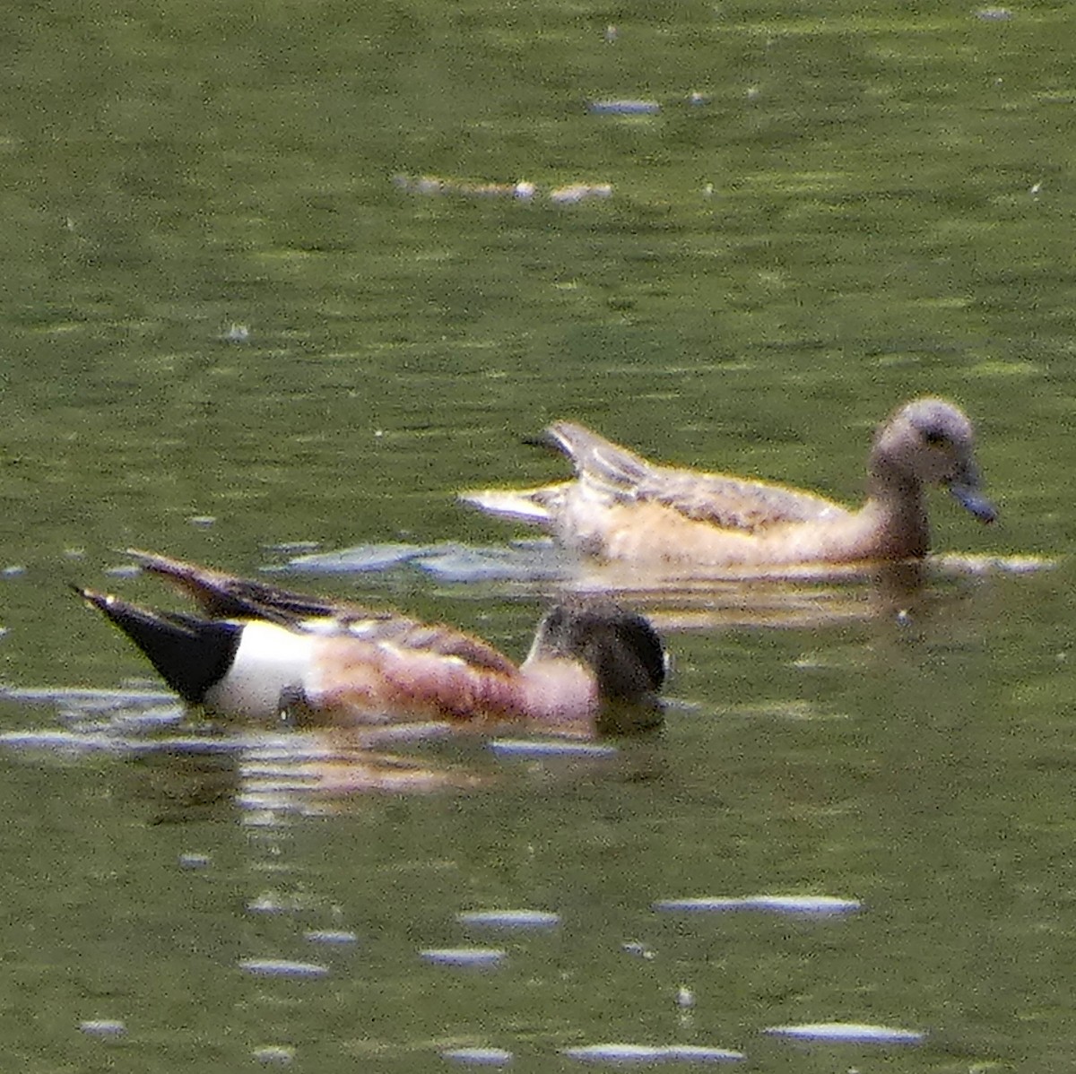 Canard d'Amérique - ML620624010