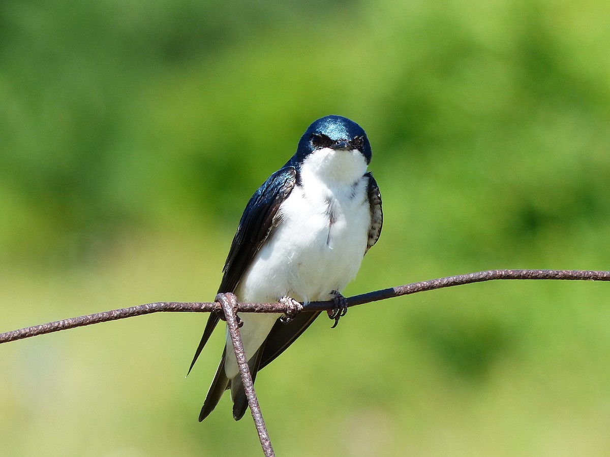 Golondrina Bicolor - ML620624013