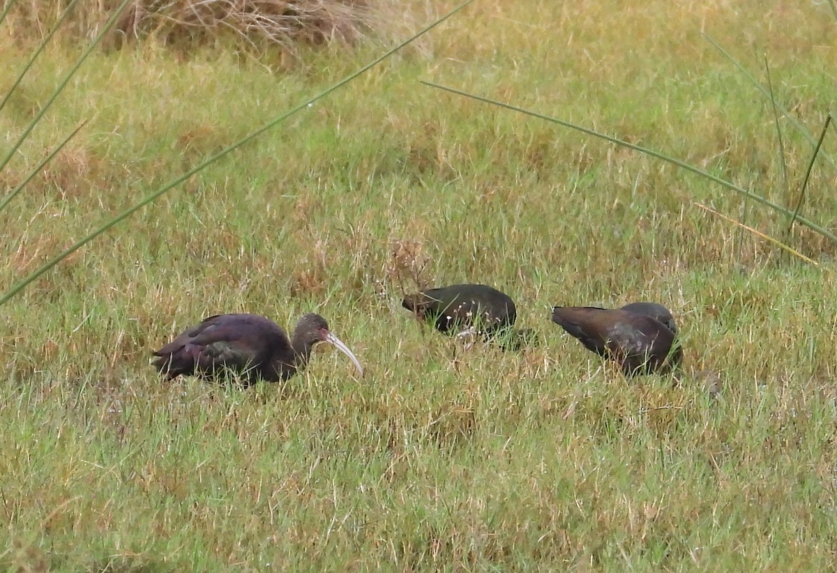 White-faced Ibis - ML620624015