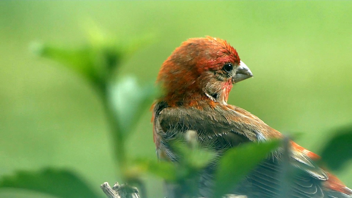 House Finch - ML620624021