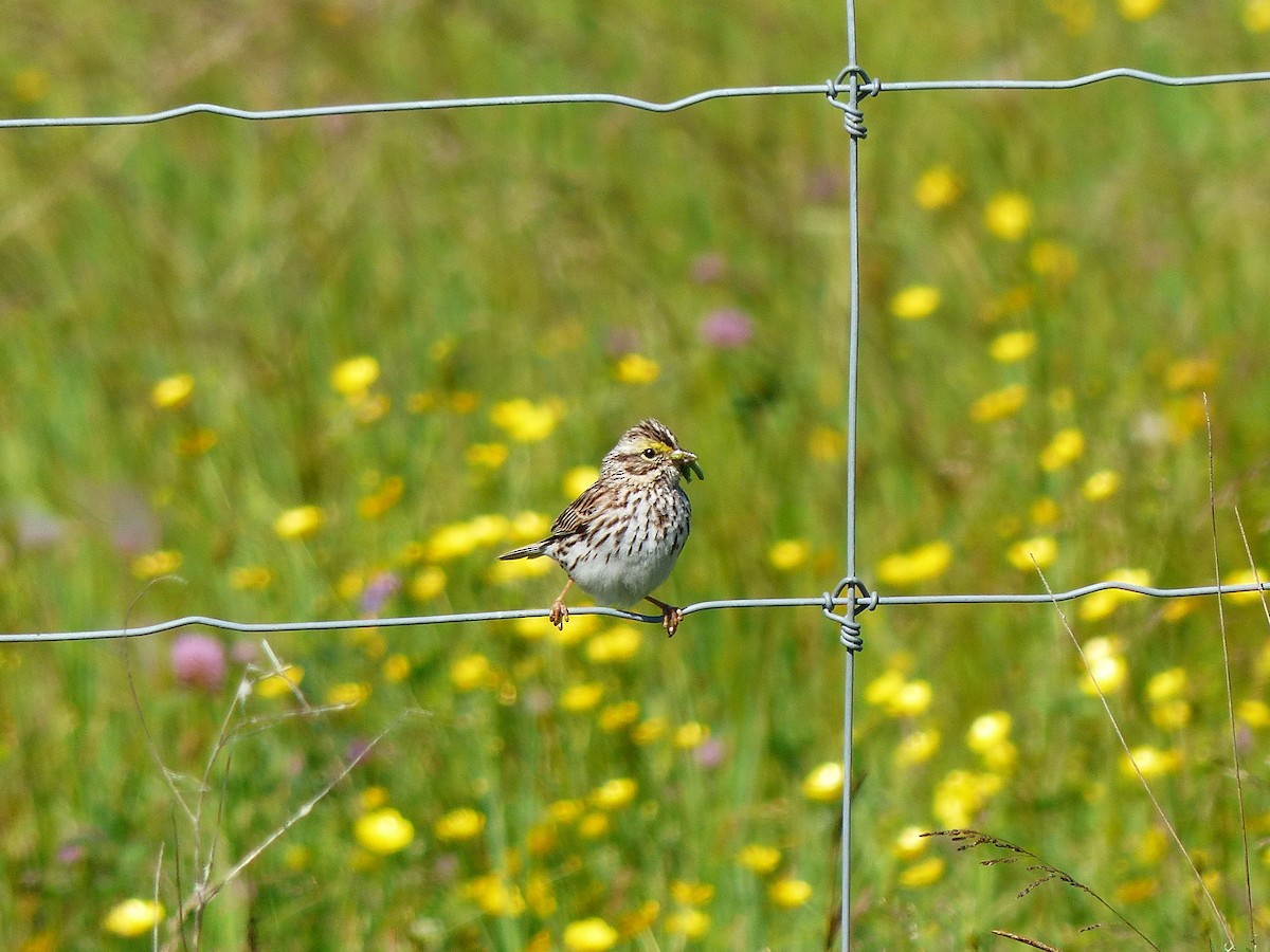 Savannah Sparrow - ML620624024