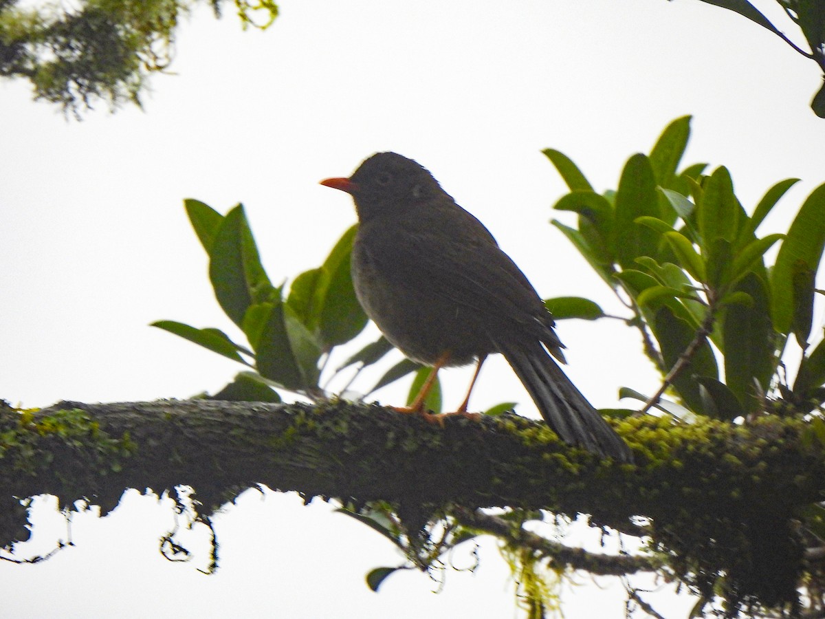 Great Thrush - ML620624026