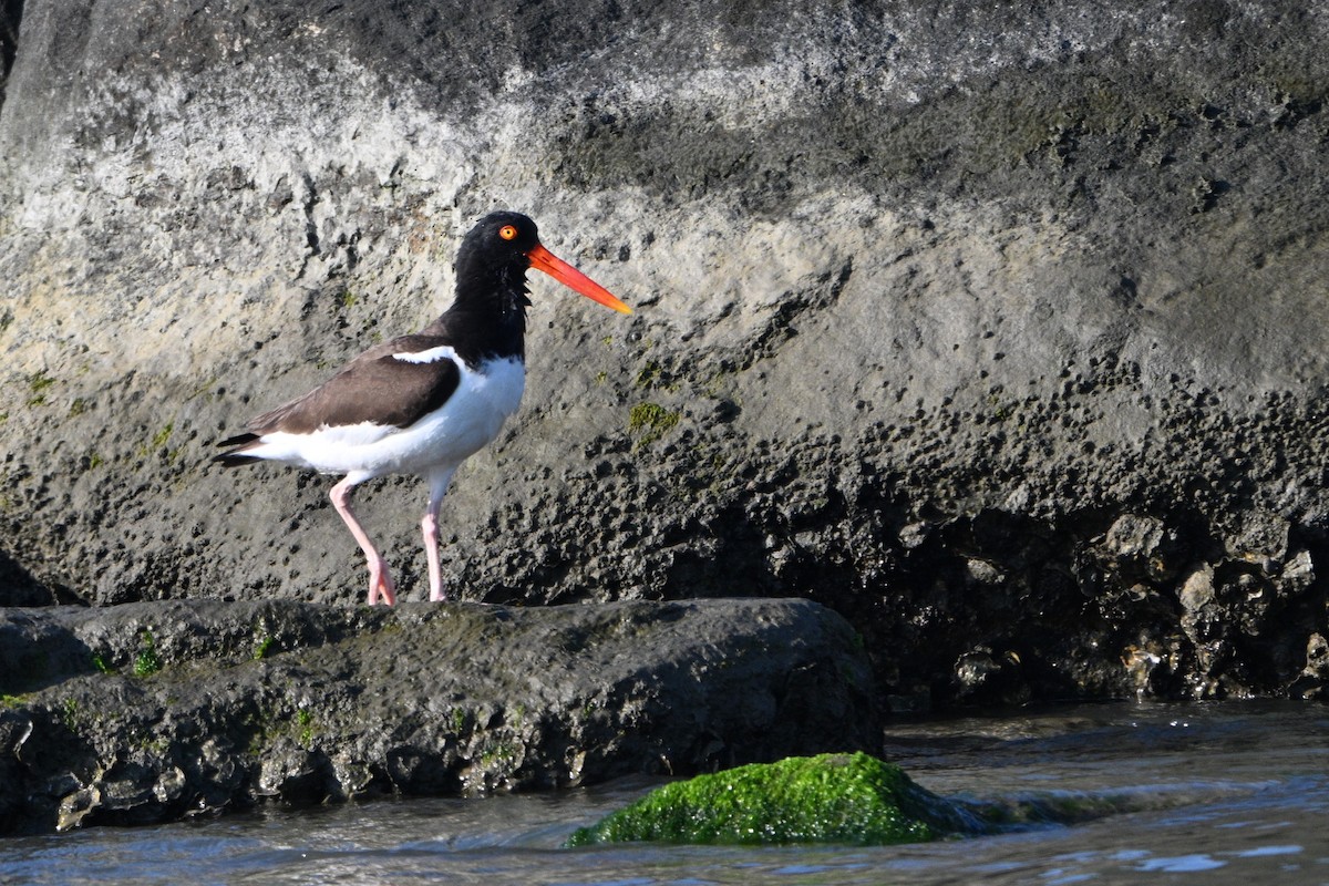 American Oystercatcher - ML620624028