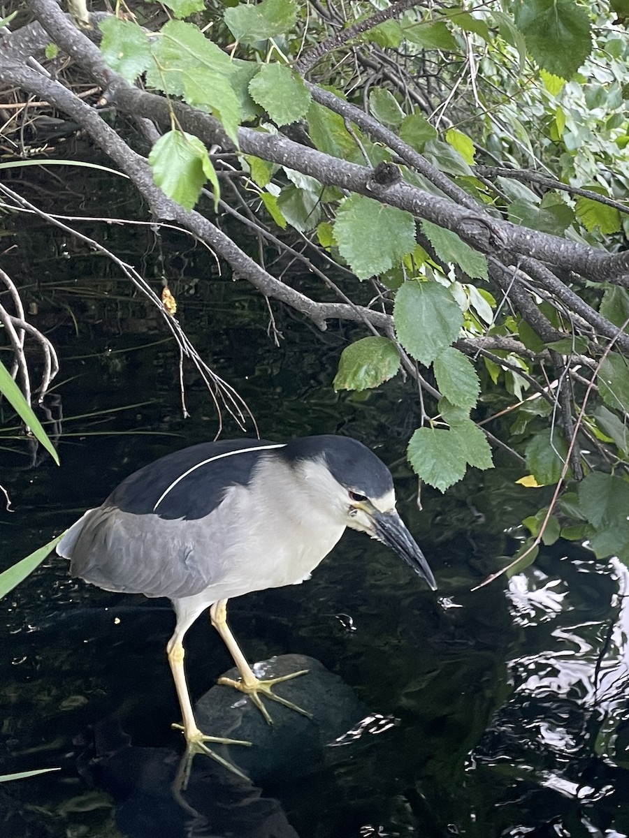 Black-crowned Night Heron - ML620624030