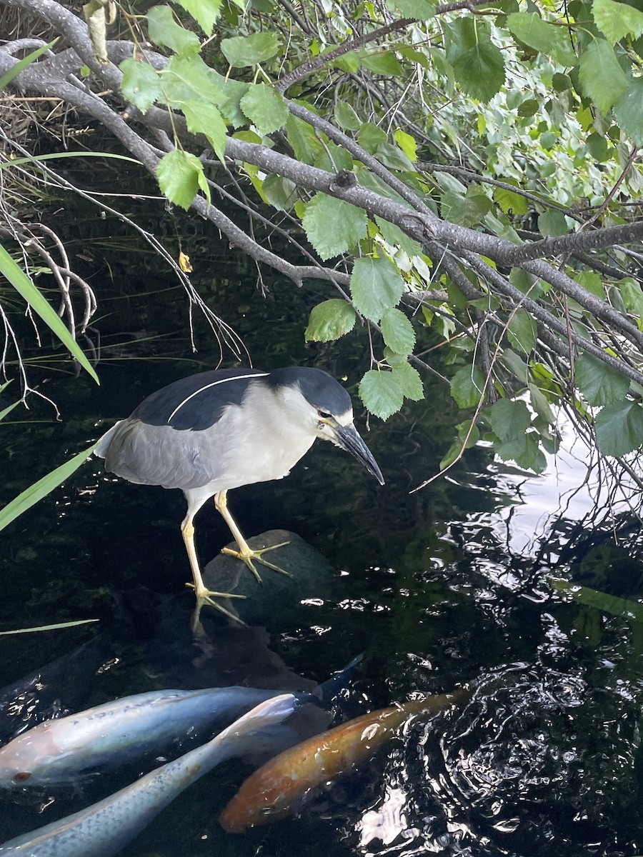 Black-crowned Night Heron - ML620624031