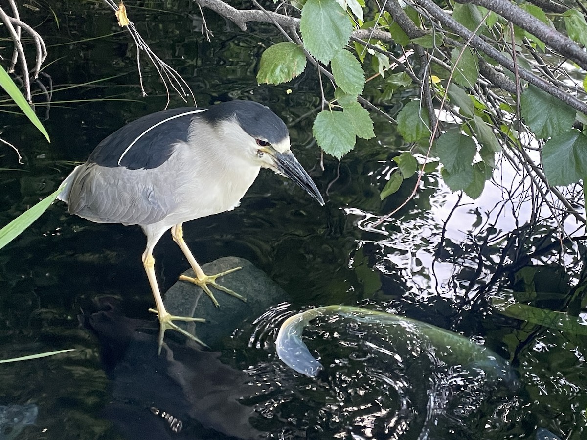 Black-crowned Night Heron - ML620624032