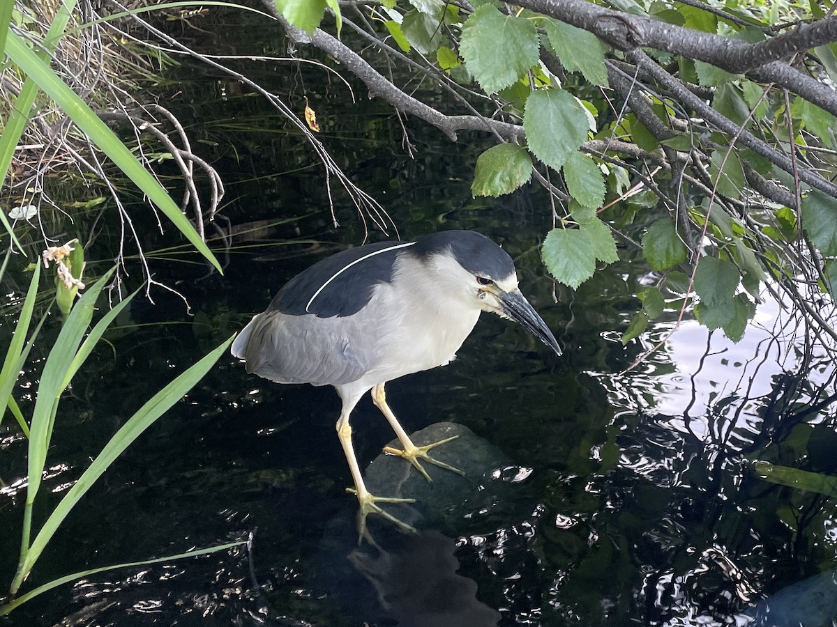 Black-crowned Night Heron - ML620624033