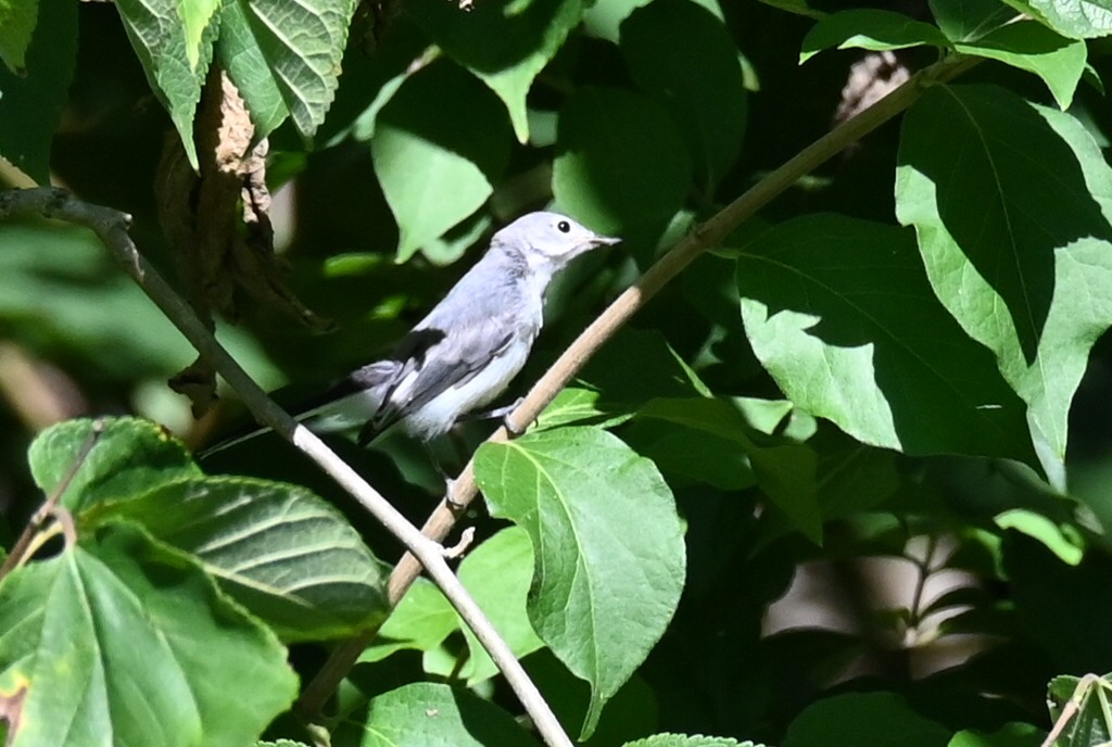 Gobemoucheron gris-bleu - ML620624037