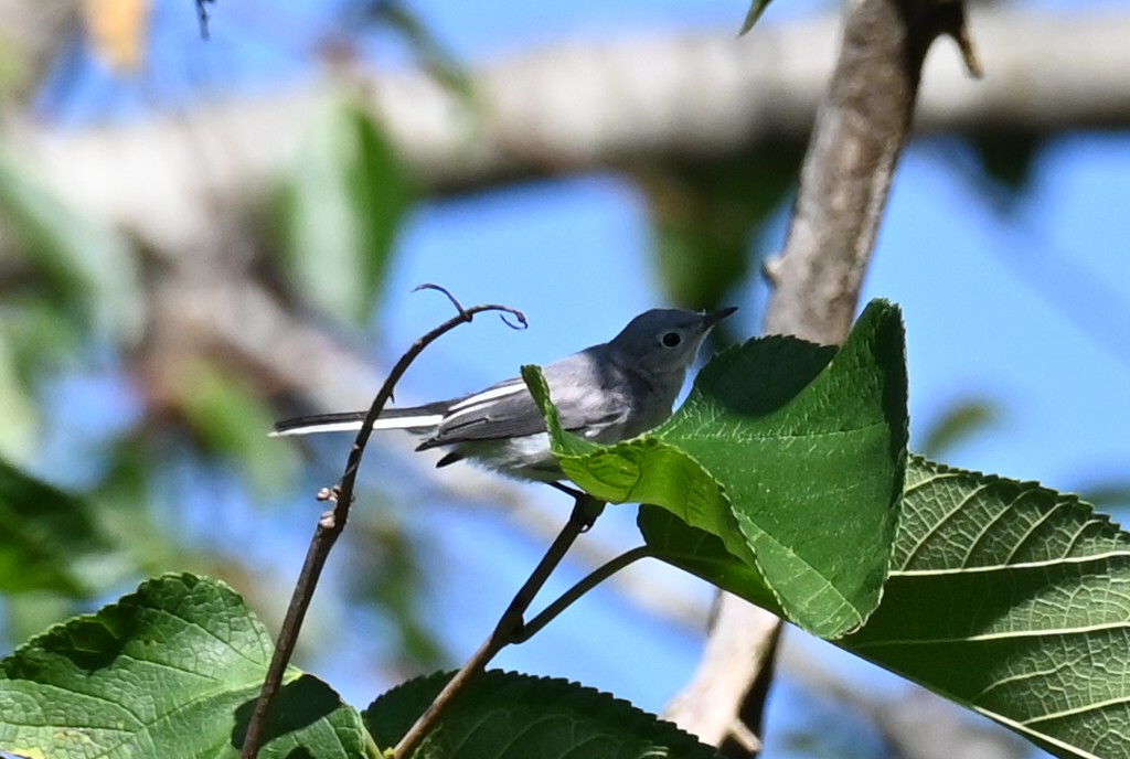 Blue-gray Gnatcatcher - ML620624038