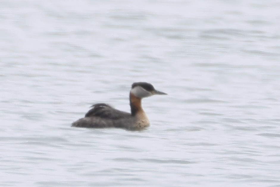 Red-necked Grebe - ML620624042