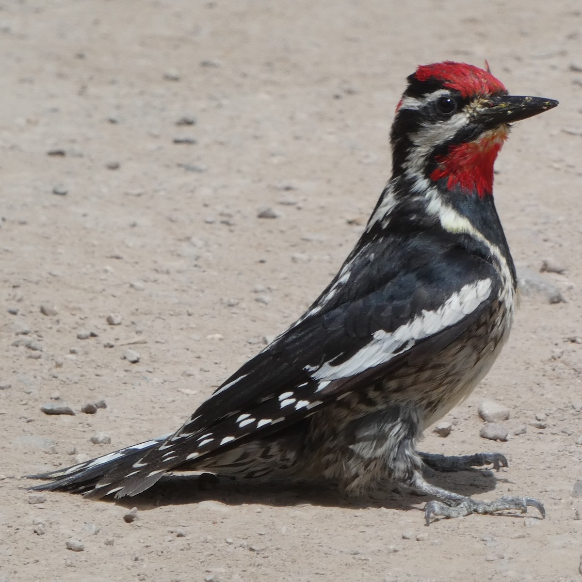 Red-naped Sapsucker - ML620624043