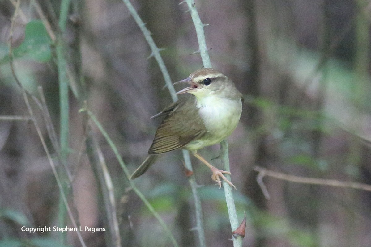 Swainson's Warbler - ML620624044