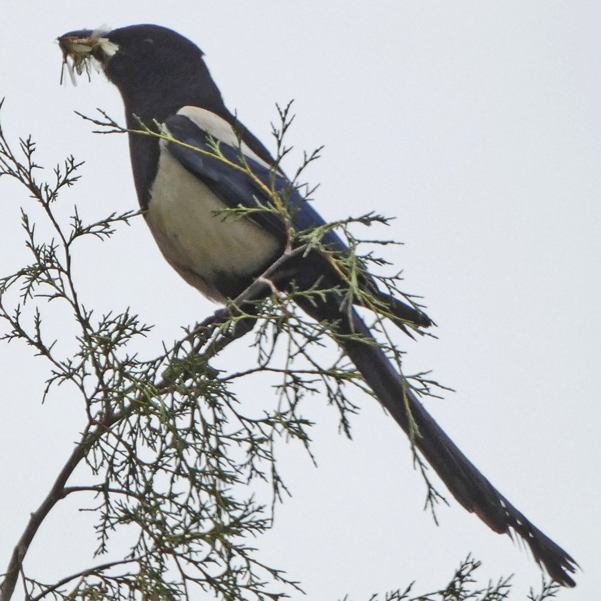 Black-billed Magpie - C Fred Zeillemaker