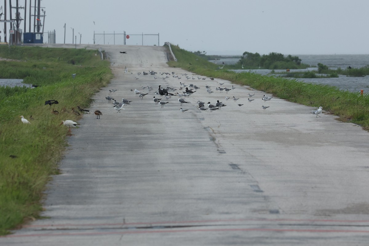 ub. måke/terne (Laridae sp.) - ML620624053