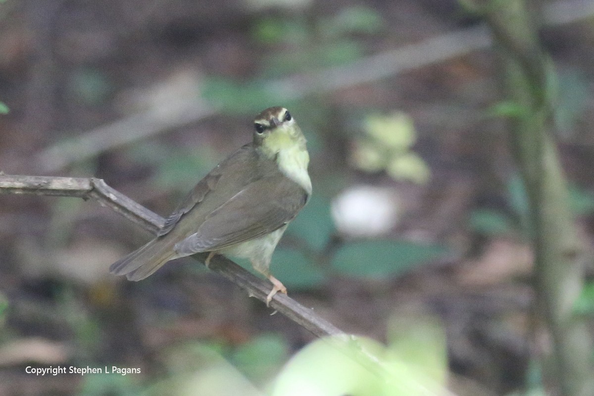 Swainson's Warbler - ML620624054