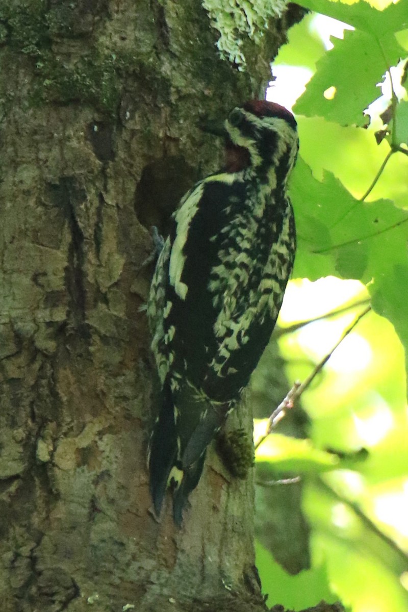 Yellow-bellied Sapsucker - ML620624058