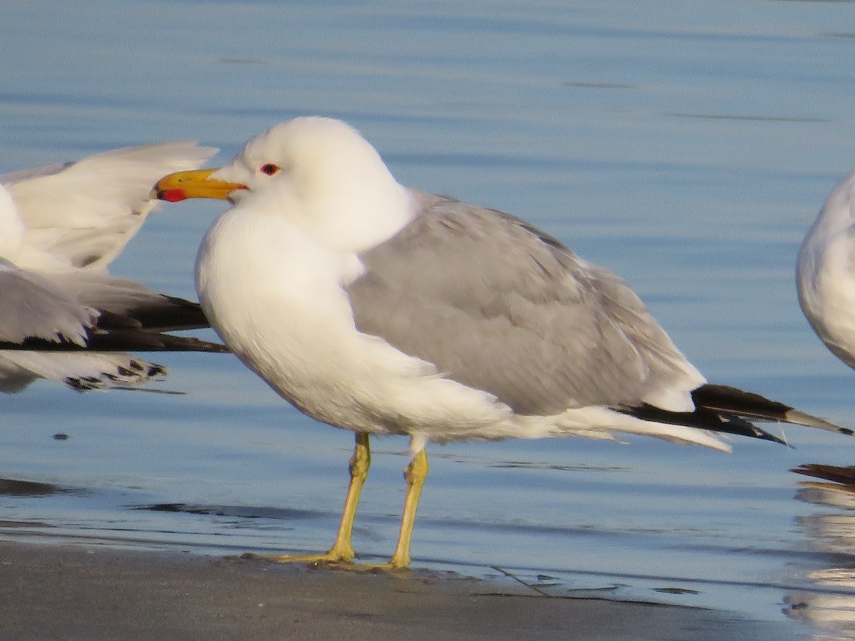 California Gull - ML620624060