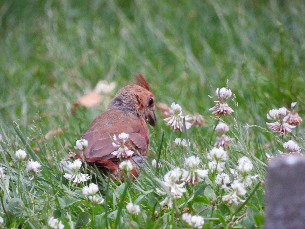 Northern Cardinal - ML620624061