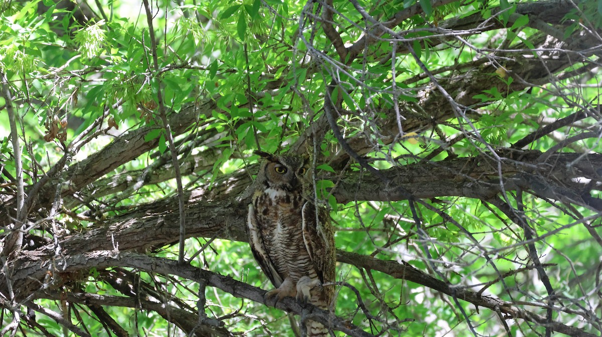 Great Horned Owl - ML620624070