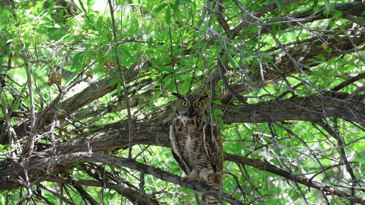 Great Horned Owl - ML620624071