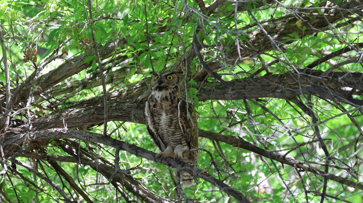 Great Horned Owl - ML620624073