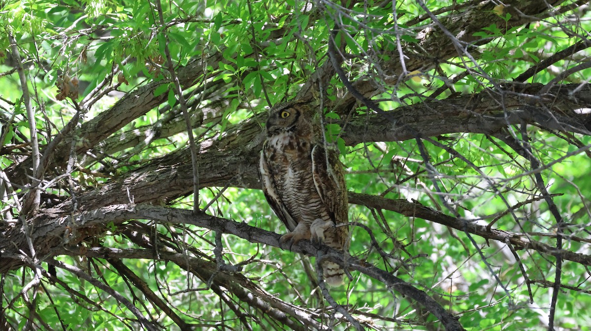 Great Horned Owl - ML620624074