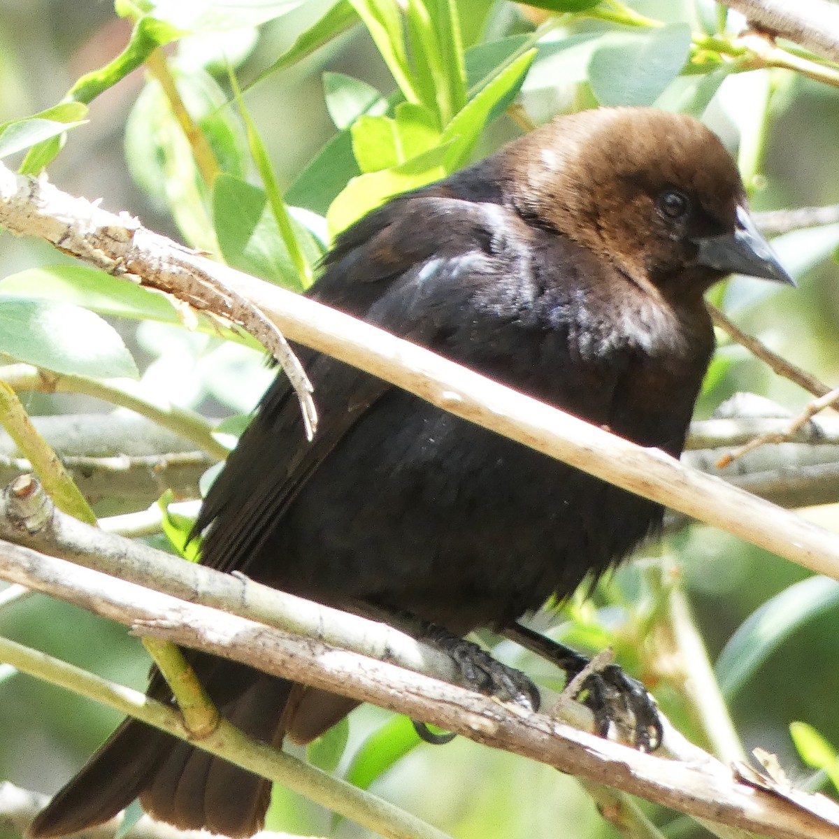 Brown-headed Cowbird - ML620624077