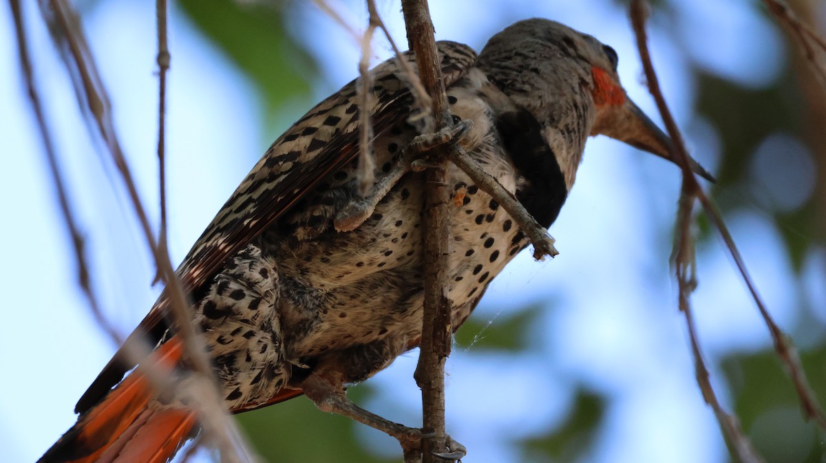 Northern Flicker - ML620624079