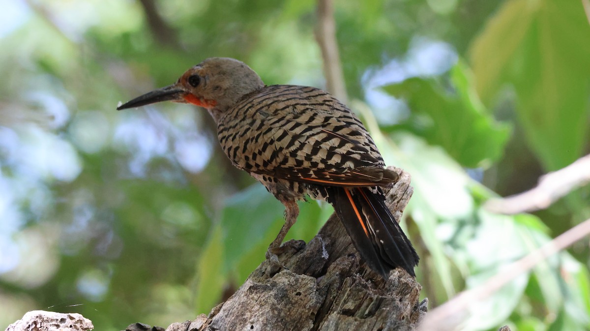 Northern Flicker - ML620624080