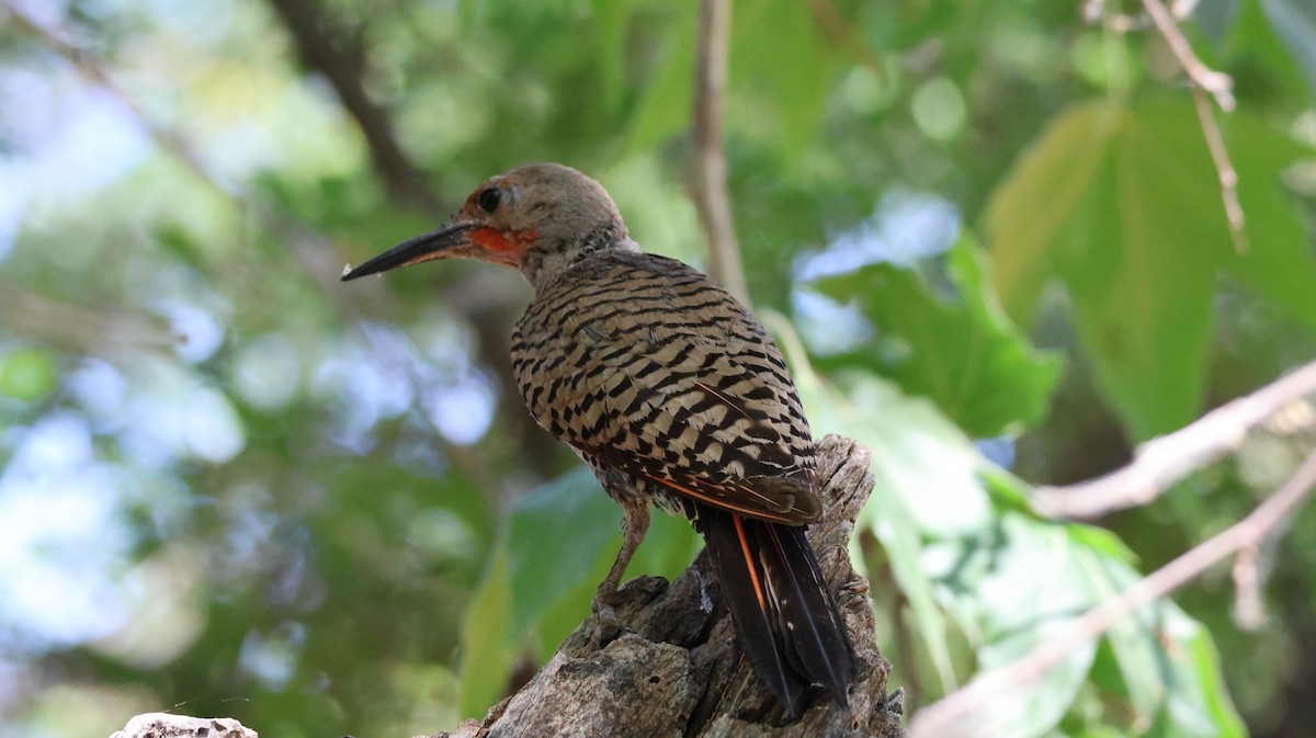 Northern Flicker - ML620624081