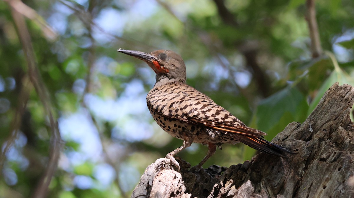 Northern Flicker - Tonie Hansen