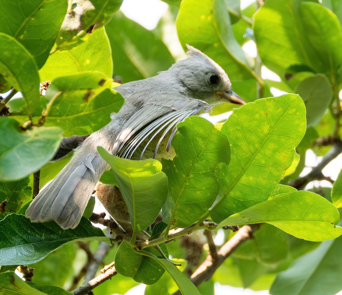 Black-crested Titmouse - Jaya Ramanathan